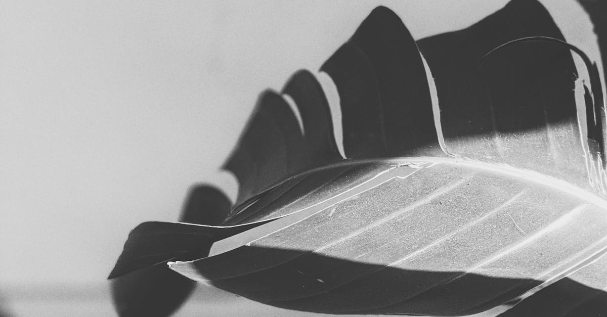 Integrated Approaches to Dual Diagnosis Care in Melbourne