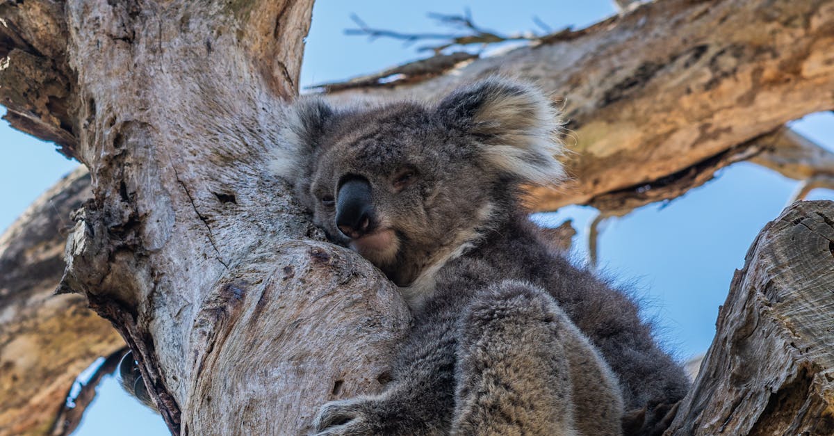 Navigating Post-Injury Rehabilitation: A Guide for Athletes